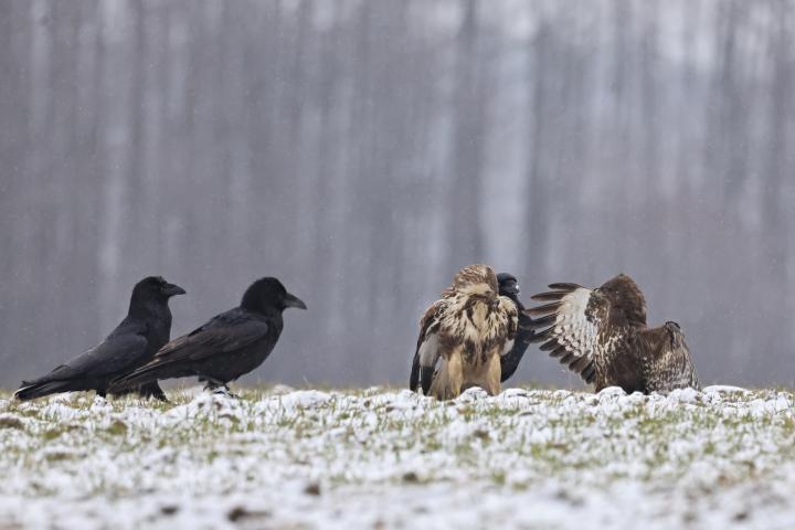 Krkavec velký (Corvus corax)