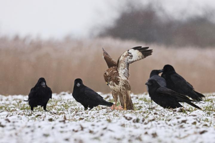 Krkavec velký (Corvus corax)