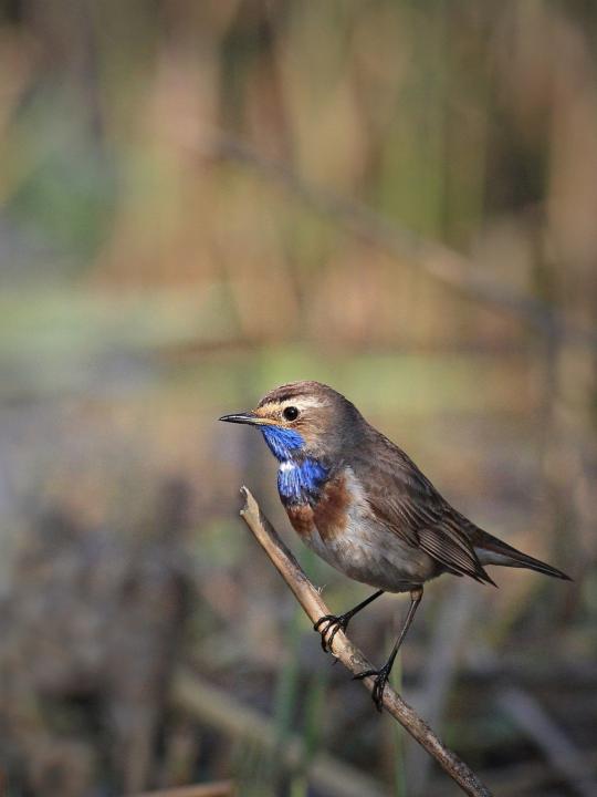 Slavík modráček (Luscinia svecica)