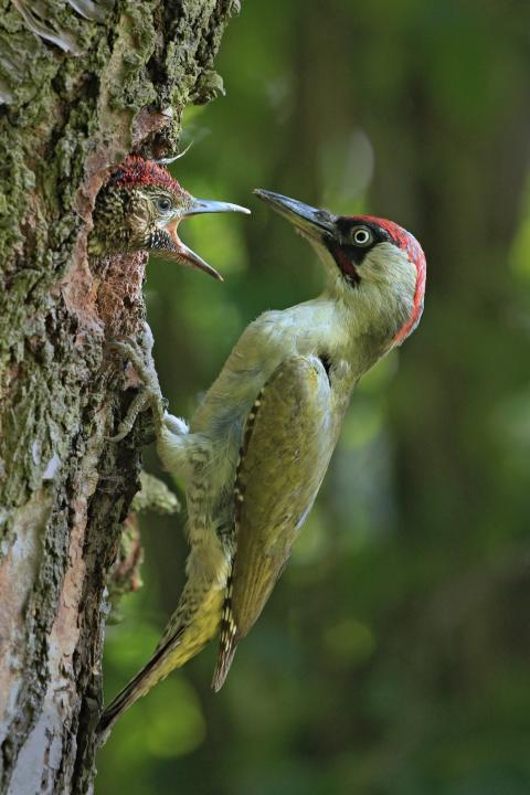 Žluna zelená (Picus viridis)