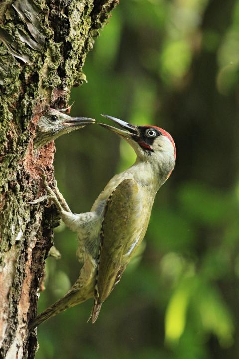 Žluna zelená (Picus viridis)
