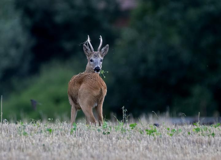  Srnec obecný ( Capreolus capreolus )