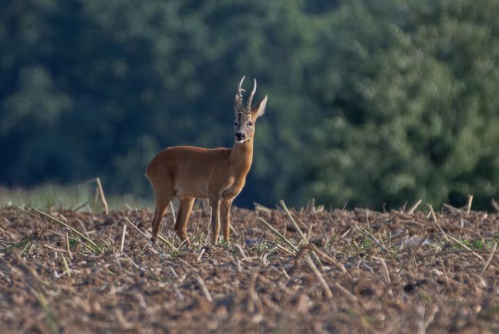  Srnec obecný ( Capreolus capreolus )