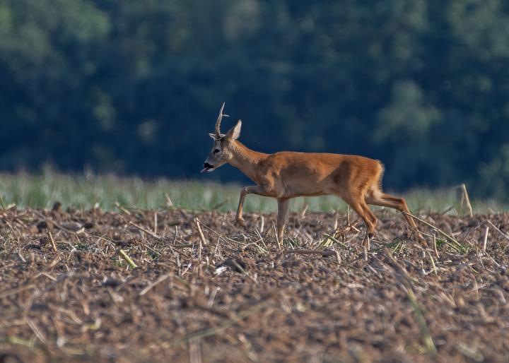  Srnec obecný ( Capreolus capreolus )