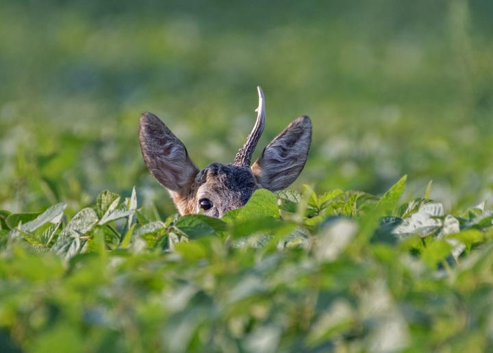  Srnec obecný ( Capreolus capreolus )