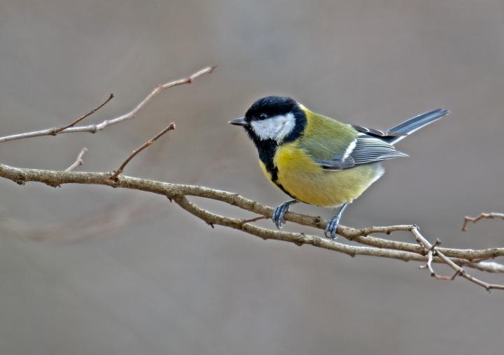 Sýkora koňadra (Parus major)