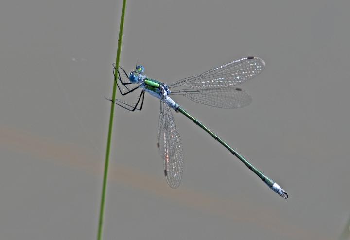 Šidélko brvonohé (Platycnemis pennipes)