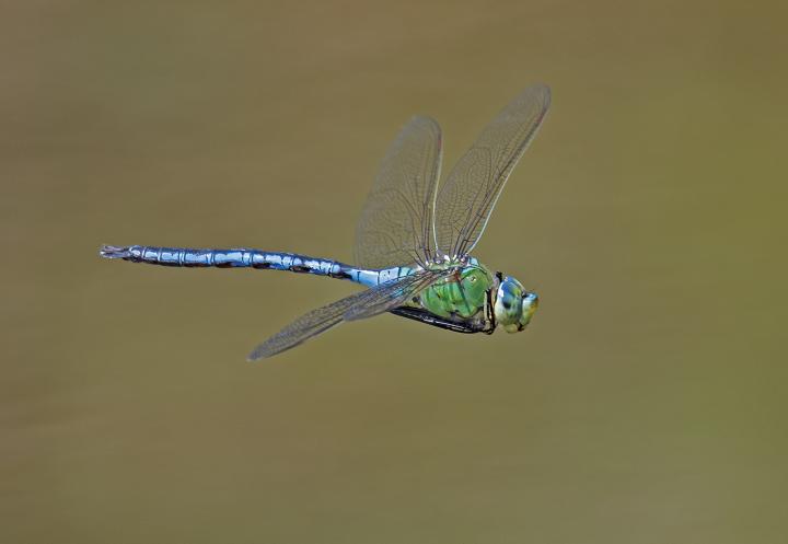 Šídlo modré (Aeshna cyanea)