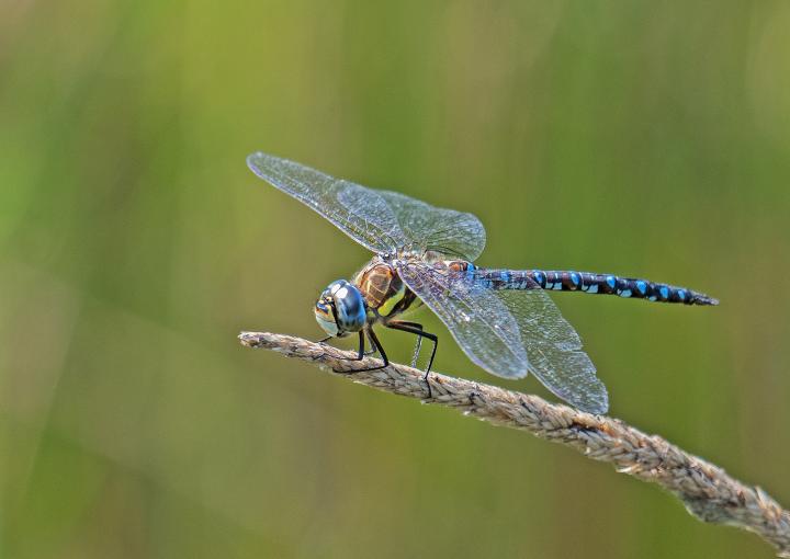 Šídlo modré (Aeshna cyanea)