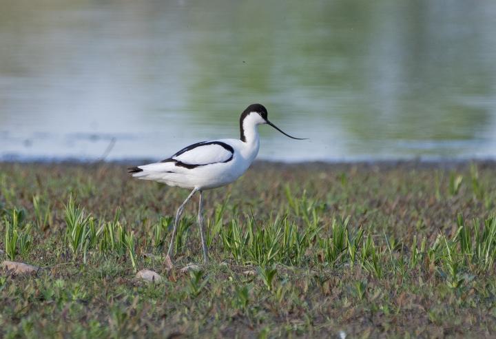 Tenkozobec opačný (Recurvirostra avosetta)