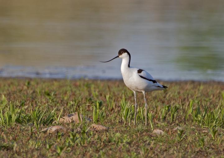 Tenkozobec opačný (Recurvirostra avosetta)
