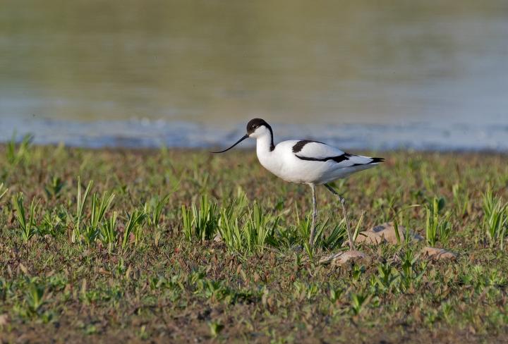 Tenkozobec opačný (Recurvirostra avosetta)