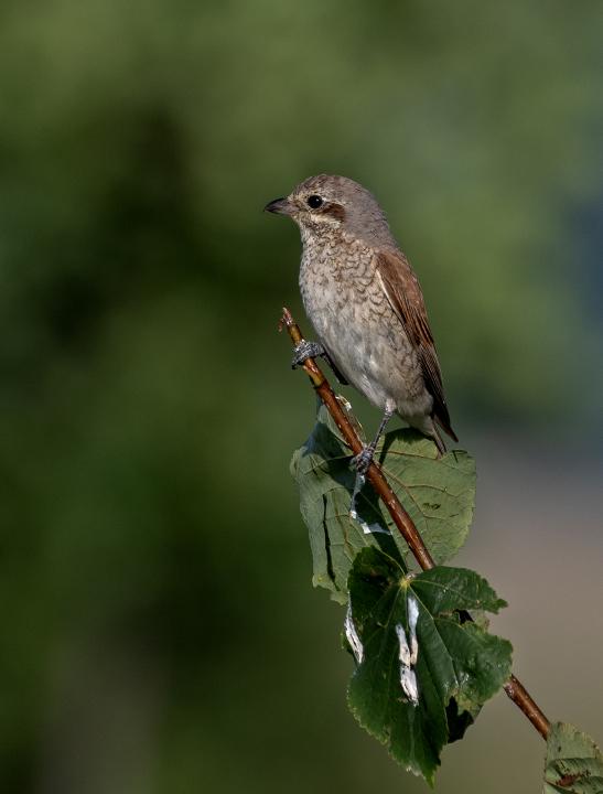 Ťuhýk obecný (Lanius collurio)