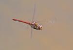Vážka obecná (Sympetrum vulgatum)