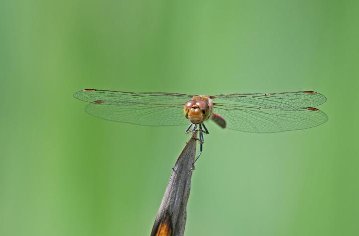 Vážka obecná (Sympetrum vulgatum)