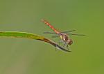 Vážka obecná (Sympetrum vulgatum)