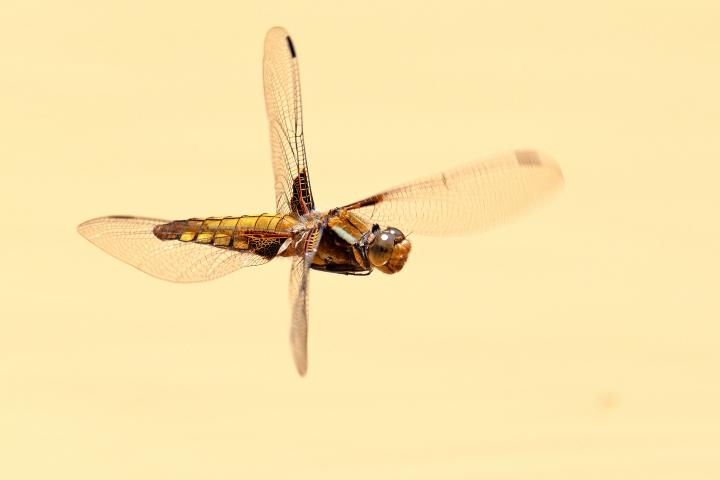 Vážka ploská (Libellula depressa)