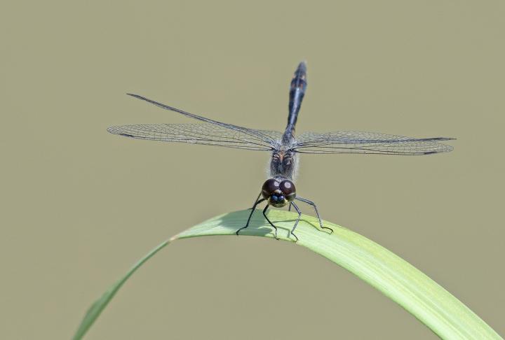Vážka tmavá (Sympetrum danae)