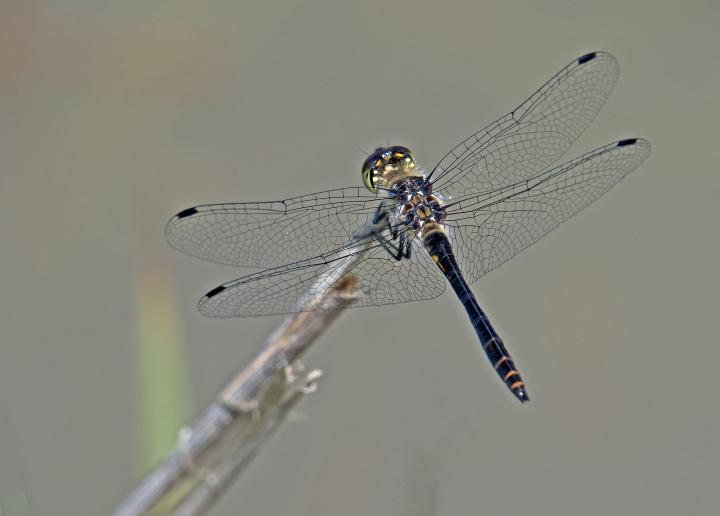 Vážka tmavá (Sympetrum danae)