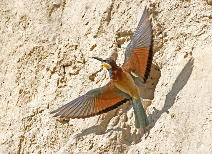 Vlha pestrá (Merops apiaster)