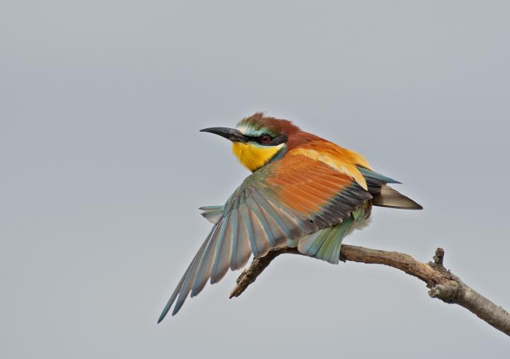 Vlha pestrá (Merops apiaster)