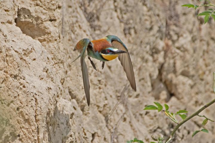 Vlha pestrá (Merops apiaster)