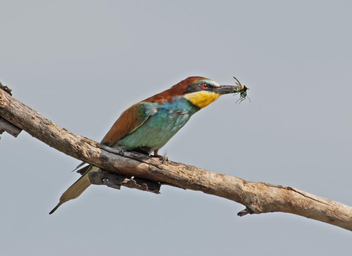 Vlha pestrá (Merops apiaster)