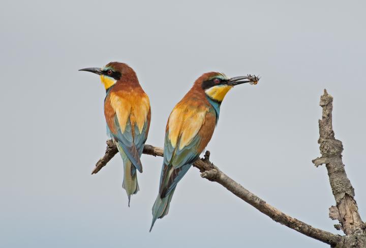 Vlha pestrá (Merops apiaster)