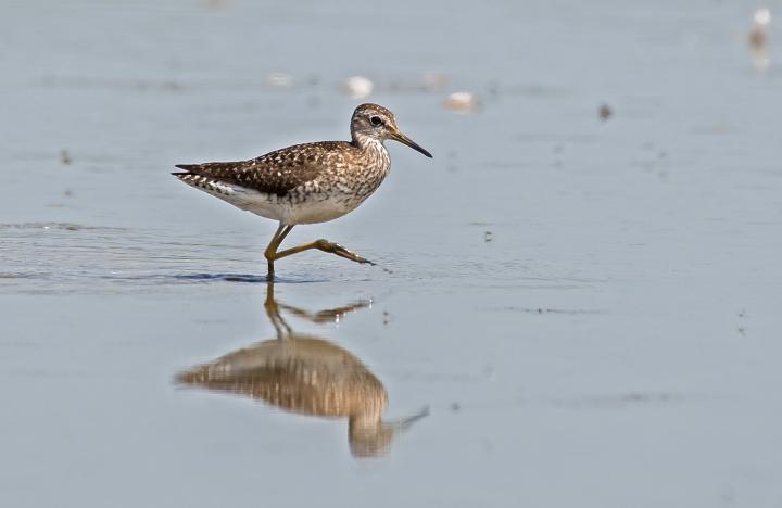 Vodouš kropenatý (Tringa ochropus)