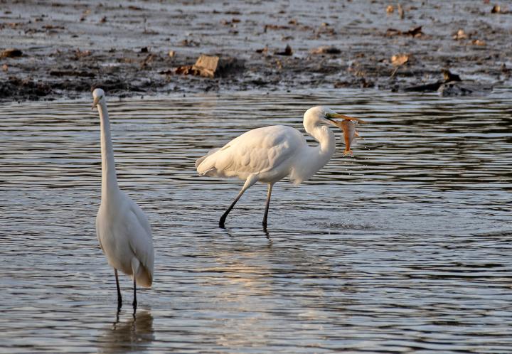 Volavka bílá (Egretta alba)