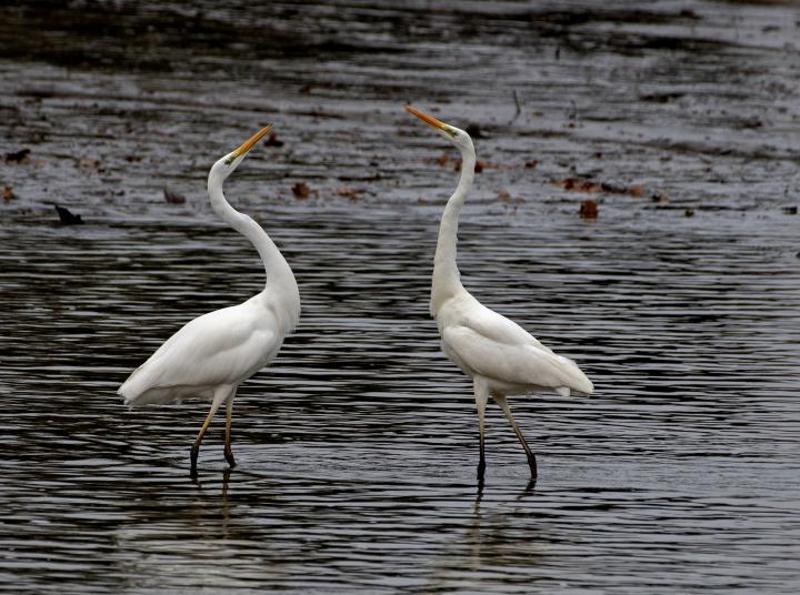 Volavka bílá (Egretta alba)