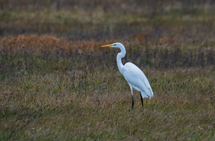 Volavka bílá (Egretta alba)