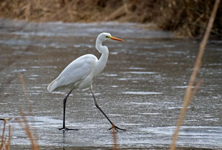 Volavka bílá (Egretta alba)