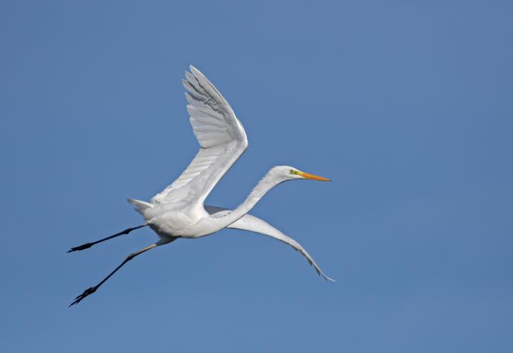 Volavka bílá (Egretta alba)