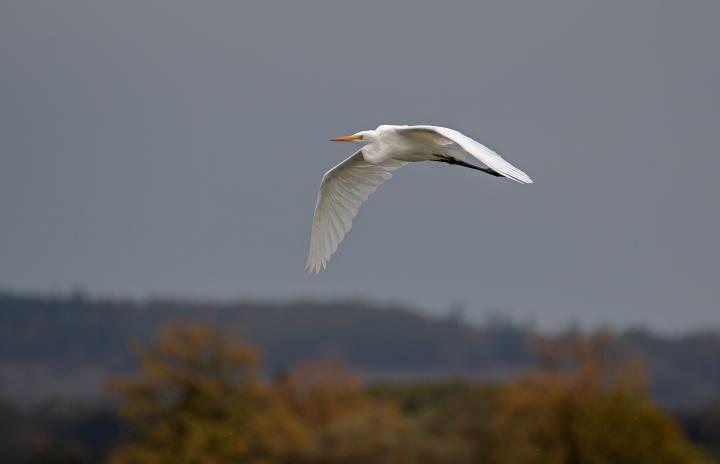 Volavka bílá (Egretta alba)