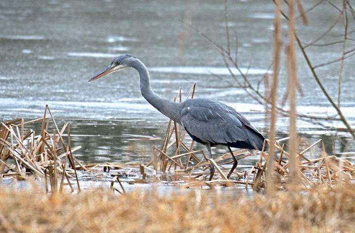 Volavka popelavá (Ardea cinerea)