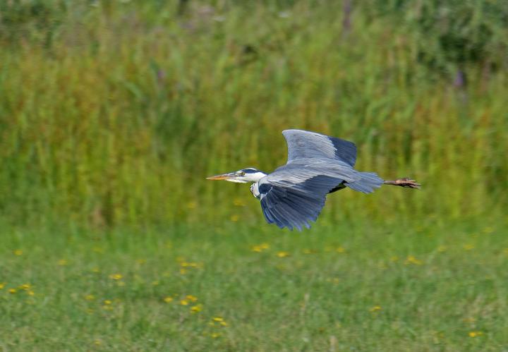 Volavka popelavá (Ardea cinerea)