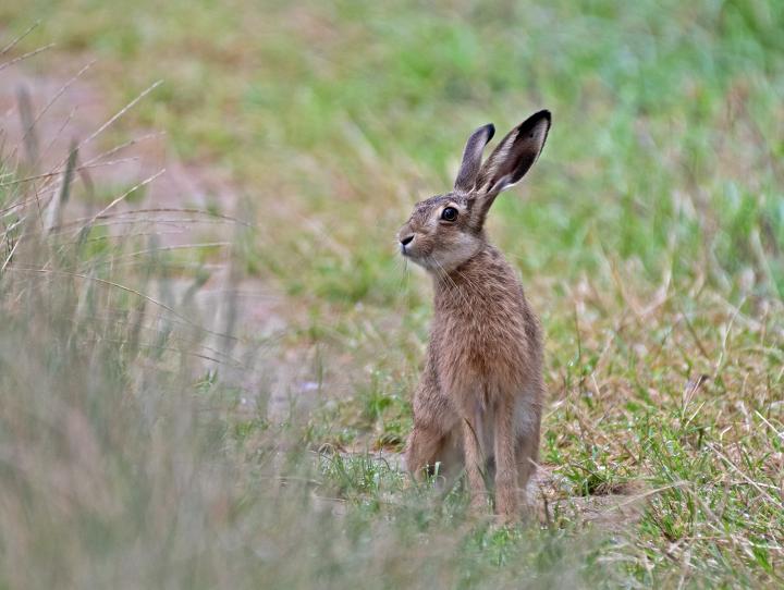 Zajíc polní  (Lepus europaeus)