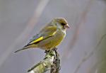 Zvonek zelený (Carduelis chloris)