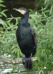 Kormorán velký (Phalacrocorax aristotelis)