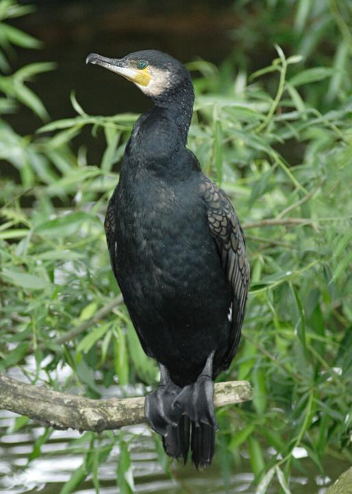Kormorán velký (Phalacrocorax aristotelis)