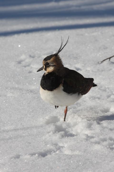 Čejka chocholatá (Vanellus vanellus)
