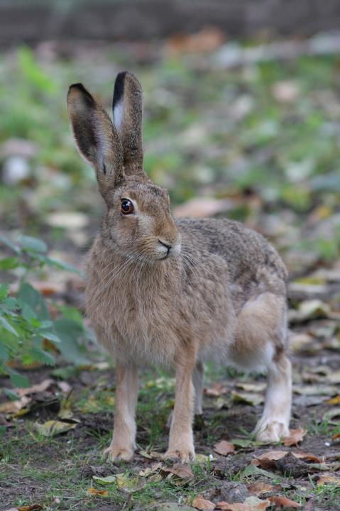 Zajíc polní  (Lepus europaeus)