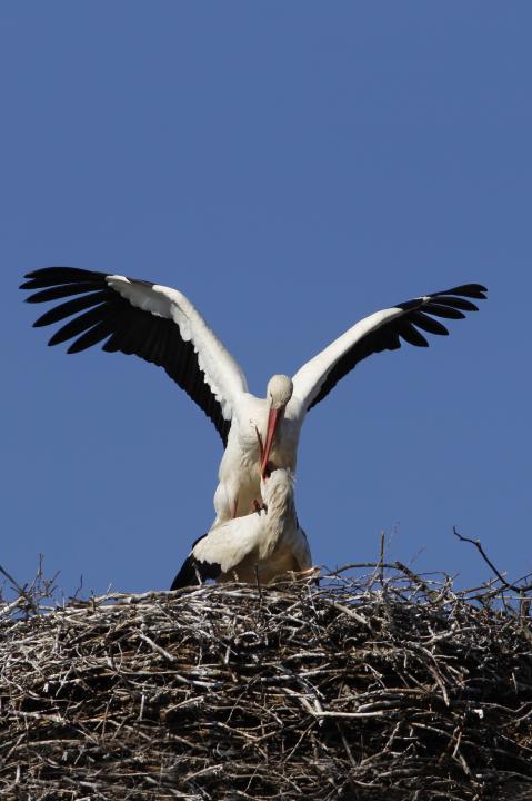 Čáp bílý (Ciconia ciconia)