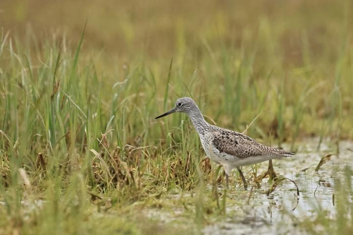 Vodouš šedý (Tringa nebularia)