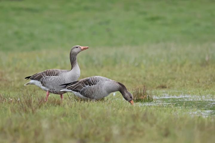 Husa velká (Anser anser)