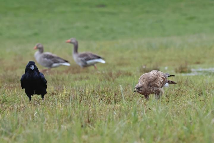 Káně lesní (Buteo buteo)
