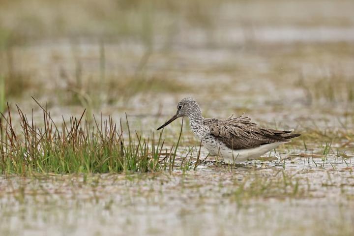 Vodouš šedý (Tringa nebularia)