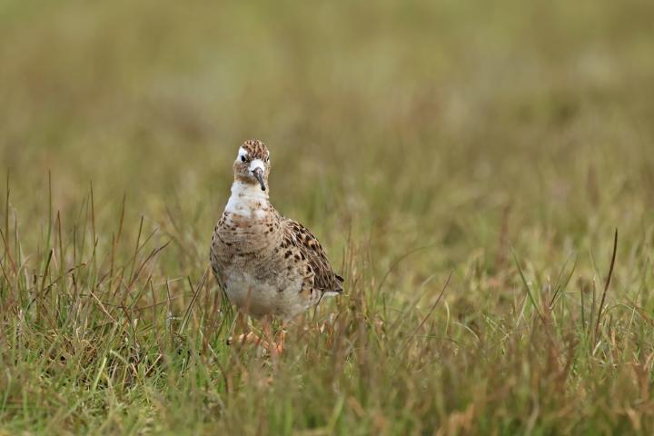 Jespák bojovný (Philomachus pugnax)
