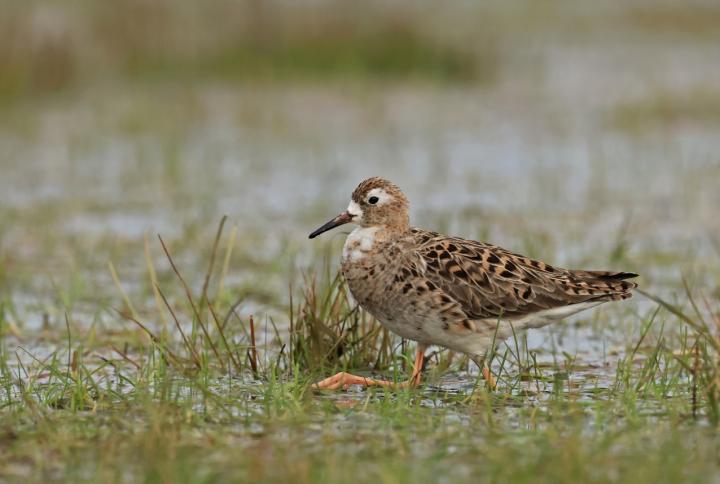 Jespák bojovný (Philomachus pugnax)